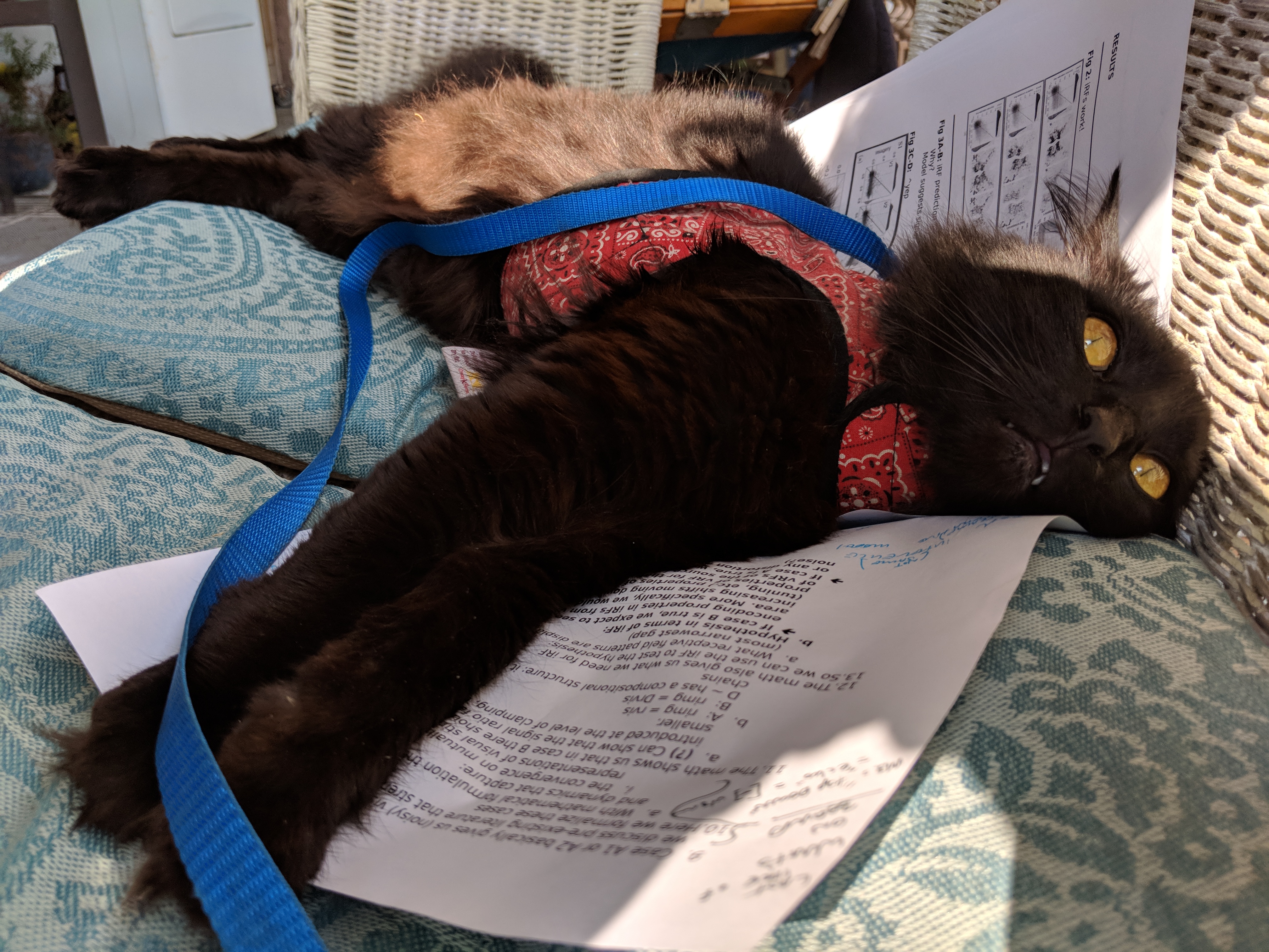 A black cat in a red vest is laying on a disheveled stack of academic papers with ears back, eyes wide, and a single fang showing. 