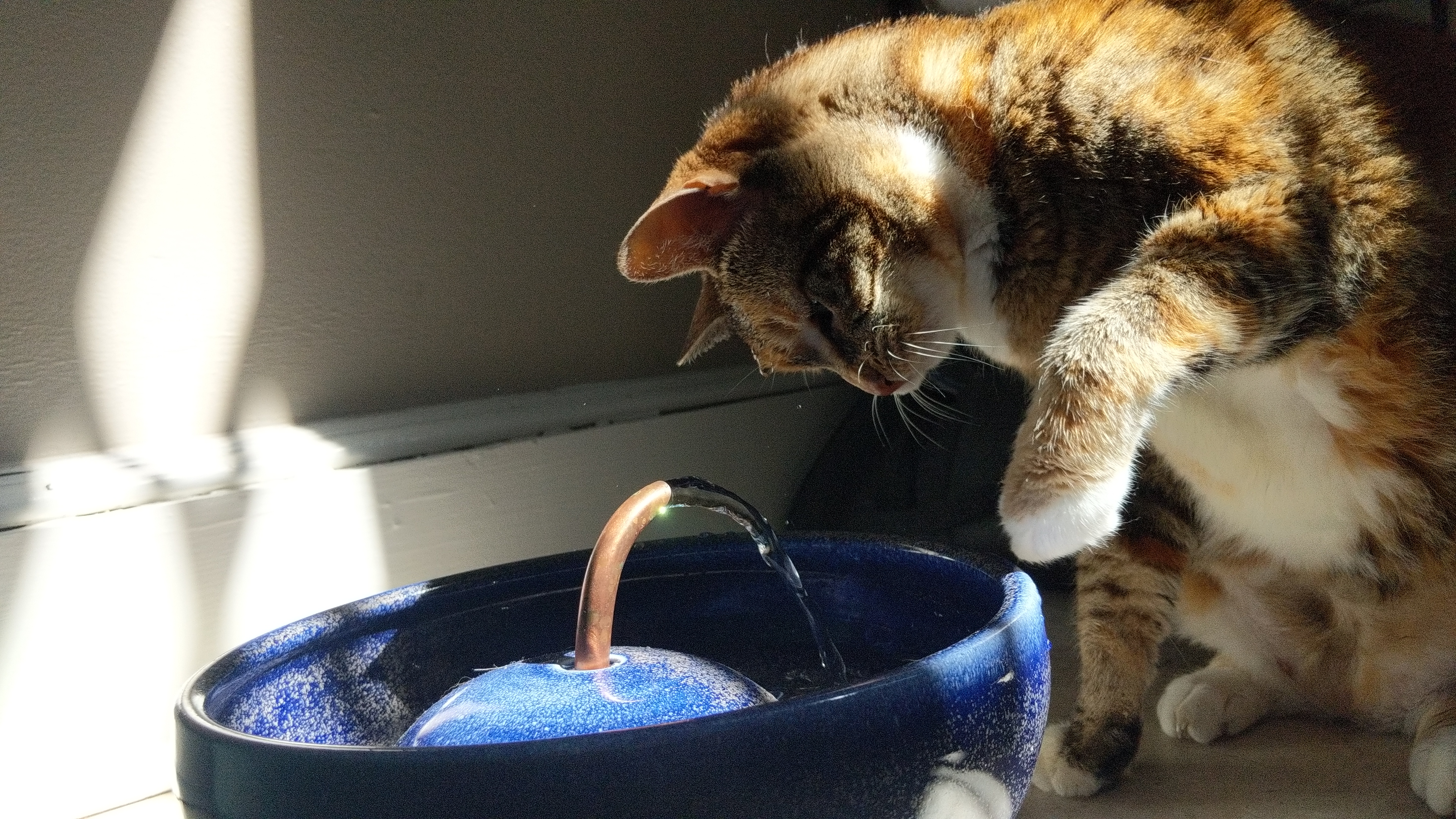 A orange, grey, and white tabby is looking into a ceramic water fountain, a single drop of water is coming off her forehead and one paw is poised to strike the fountain stream. 