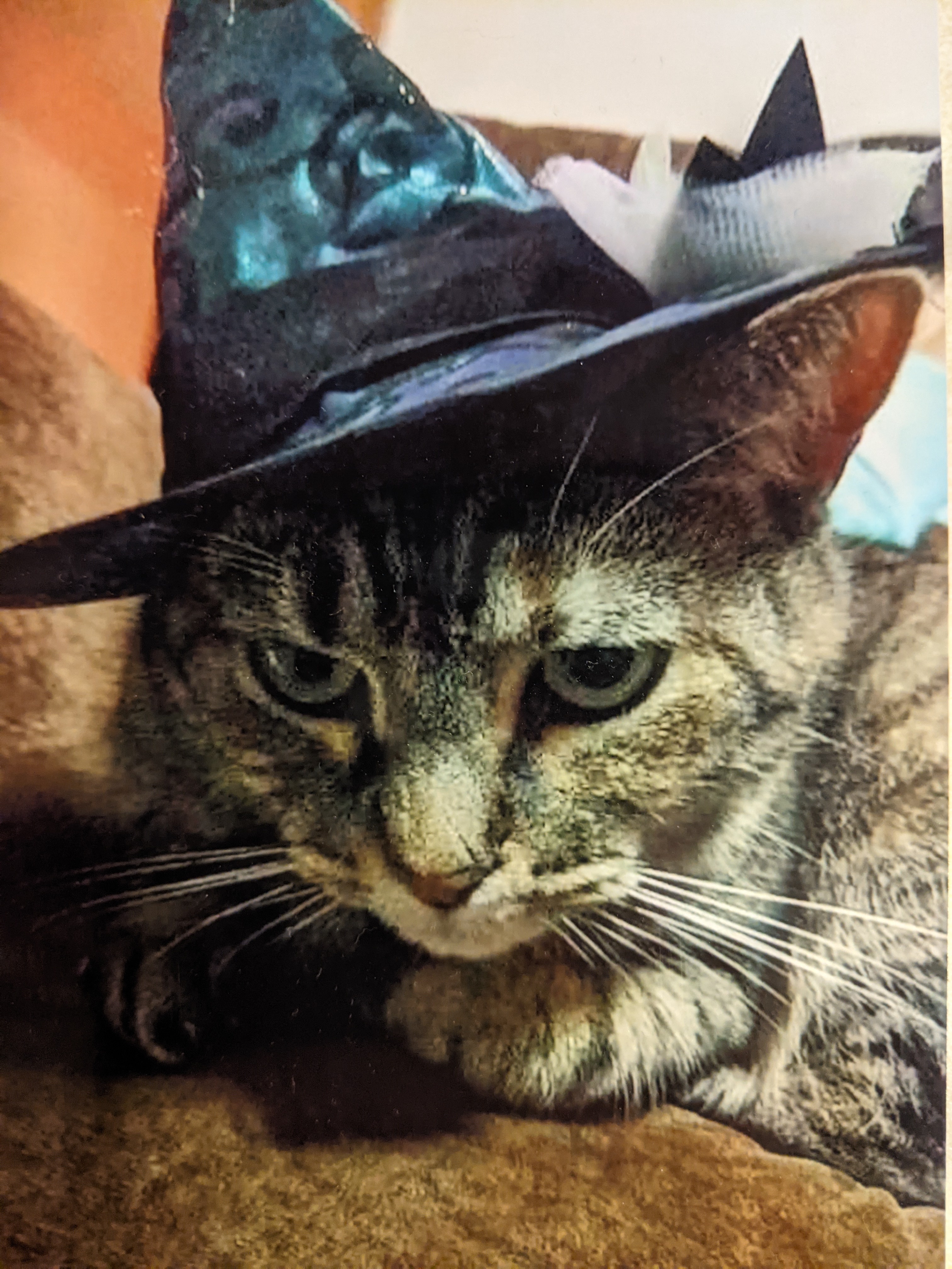 A greyish brown tabby cat sits looking slightly grumpy in a witch's hat. 