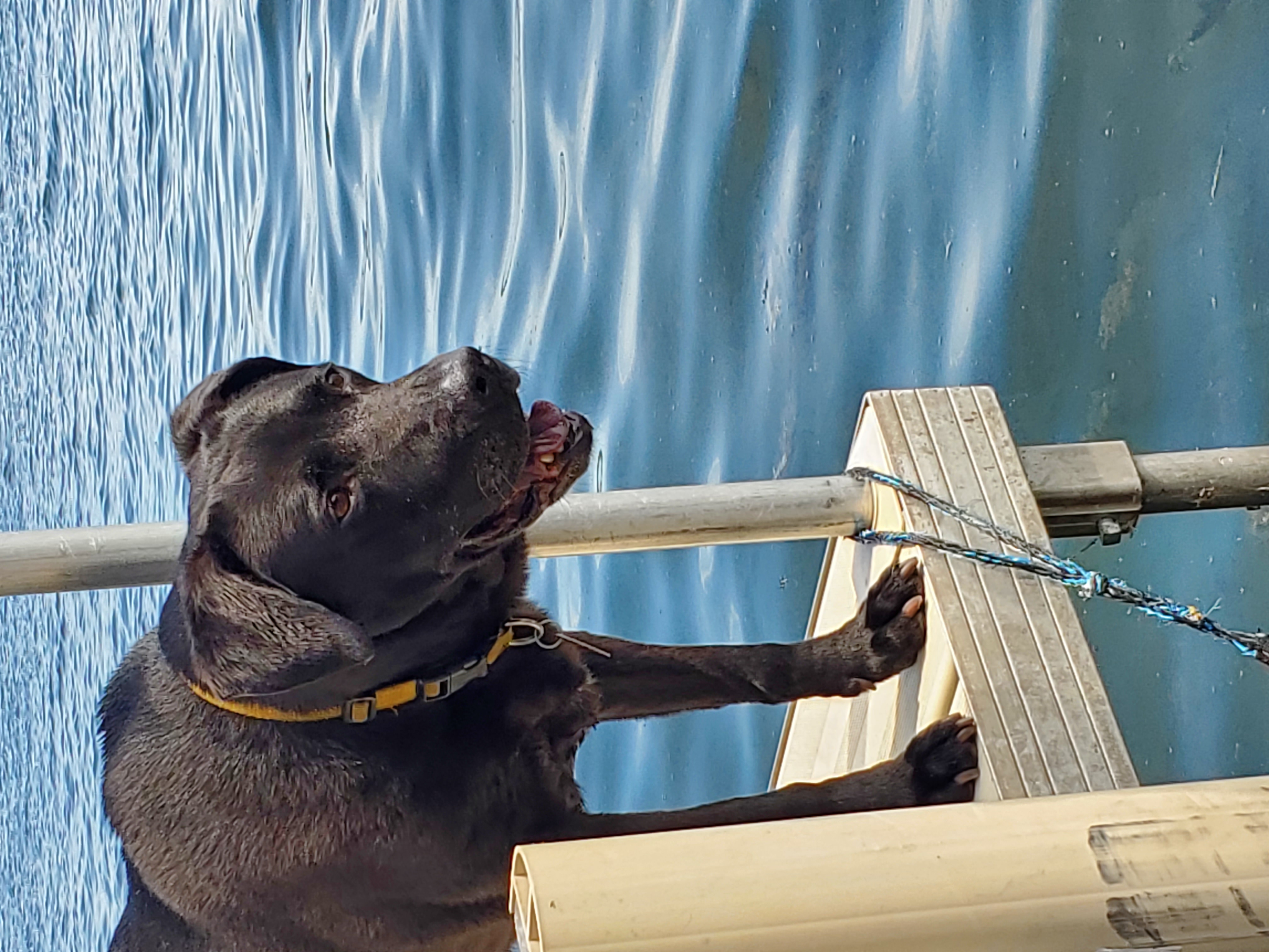 Scout, a black lab-pit mix stands at the edge of a dock smiling and looking out over a lake.