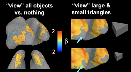 Images showing visual brain activity in responses to touching objects.