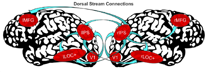 Image showing connections between visual areas that are likely altered by the neural mechanisms that lead to psychosis.