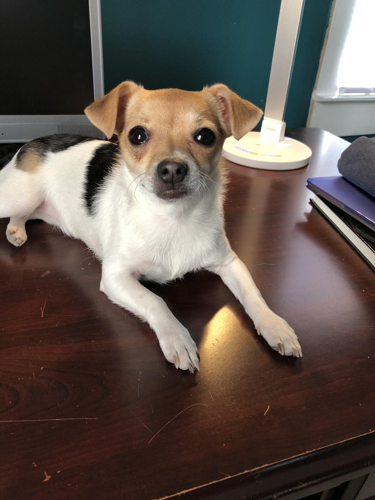 small chihuahua mix dog sitting on a table