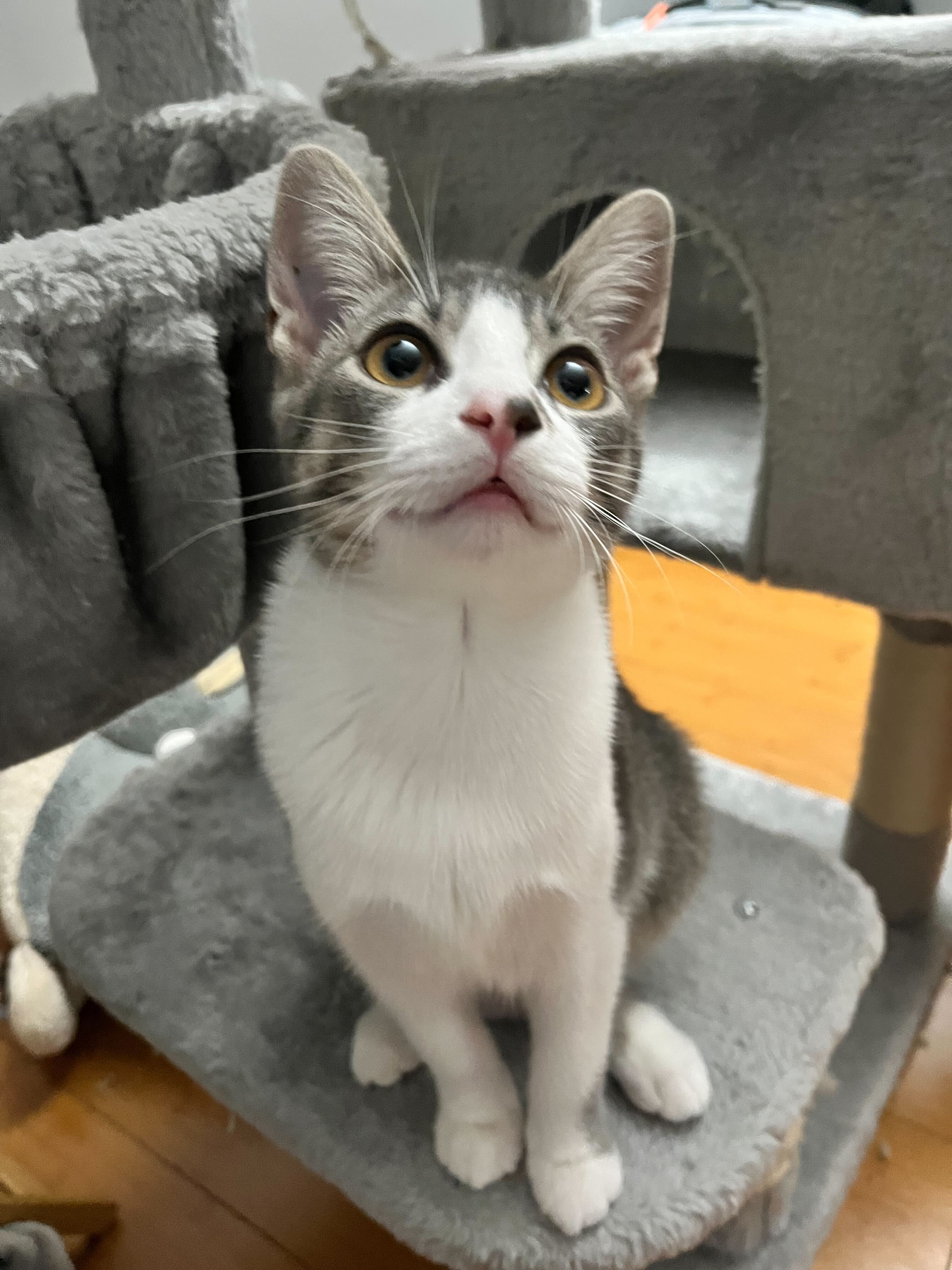 cute little grey and white cat with dot on its nose sits on a cat tree looking up at the camera