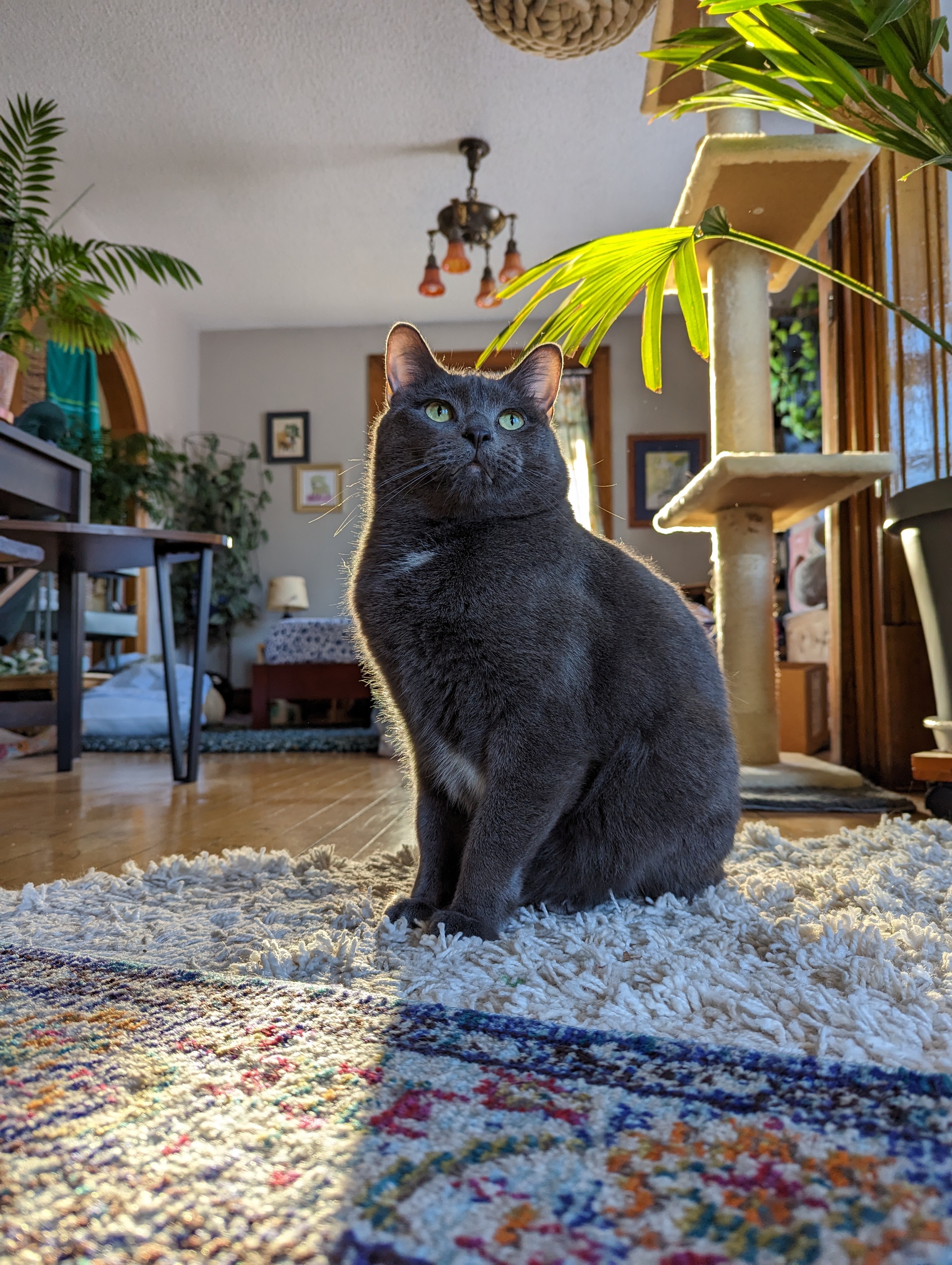 Large grey cat standing on a rug with the sun light shining behind him